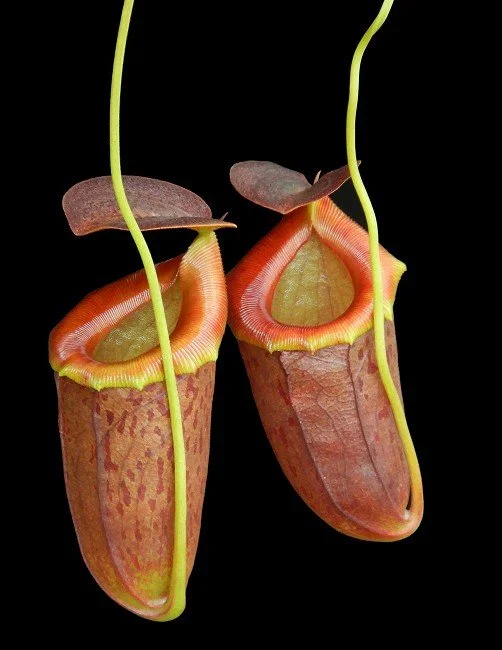 標本 Mexico Heterostenus buprestoides 41-64mm Nepenthes aristolochioides x 